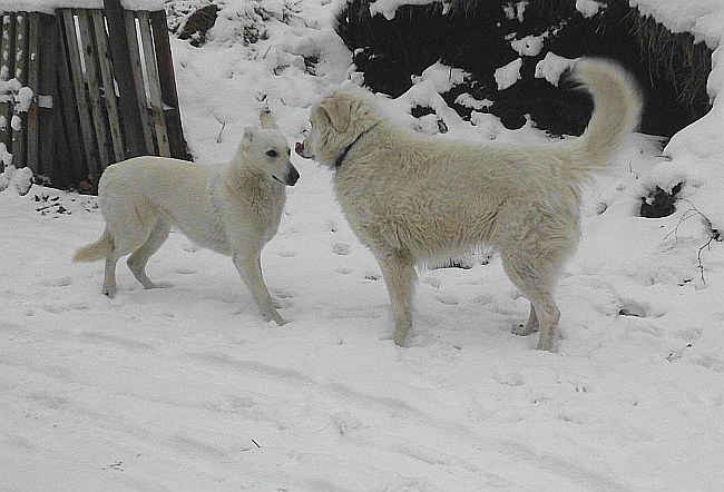 Auftakt zum Spielen der weissen Hunde